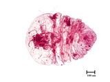 中文種名:樟雪盾介殼蟲學名:Chionaspis cinnamomicola (Takahashi, 1935)