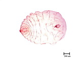 學名:Rutherfordia major (Cockerell, 1894)