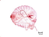 學名:Rutherfordia major (Cockerell, 1894)