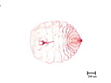 學名:Rutherfordia major (Cockerell, 1894)