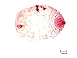 學名:Rutherfordia major (Cockerell, 1894)