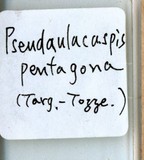 中文種名:桑擬輪盾介殼蟲學名:Pseudaulacaspis pentagona (Targioni-Tozzetti, 1886)