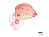 中文種名:桑擬輪盾介殼蟲學名:Pseudaulacaspis pentagona (Targioni-Tozzetti, 1886)