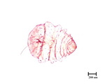 中文種名:桑擬輪盾介殼蟲學名:Pseudaulacaspis pentagona (Targioni-Tozzetti, 1886)