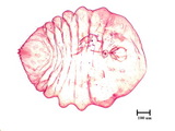 中文種名:桑擬輪盾介殼蟲學名:Pseudaulacaspis pentagona (Targioni-Tozzetti, 1886)