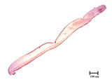 中文種名:竹禿盾介殼蟲學名:Ischnafiorinia bambusae (Maskell, 1897)