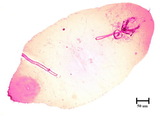 中文種名:小圍盾介殼蟲學名:Fiorinia minor (Maskell, 1897)