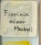 中文種名:小圍盾介殼蟲學名:Fiorinia minor (Maskell, 1897)