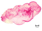 中文種名:小圍盾介殼蟲學名:Fiorinia minor (Maskell, 1897)