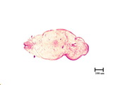 中文種名:小圍盾介殼蟲學名:Fiorinia minor (Maskell, 1897)