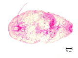 中文種名:小圍盾介殼蟲學名:Fiorinia minor (Maskell, 1897)