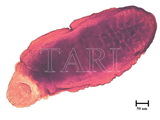 學名:Ichthyaspis ficicola (Takahashi, 1931)