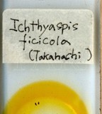 學名:Ichthyaspis ficicola (Takahashi, 1931)