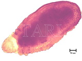 學名:Ichthyaspis ficicola (Takahashi, 1931)