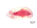 中文種名:圍盾介殼蟲學名:Fiorinia fioriniae (Targioni Tozzetti, 1867)