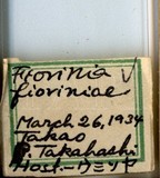 中文種名:圍盾介殼蟲學名:Fiorinia fioriniae (Targioni Tozzetti, 1867)