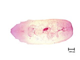 中文種名:圍盾介殼蟲學名:Fiorinia fioriniae (Targioni Tozzetti, 1867)