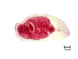 中文種名:圍盾介殼蟲學名:Fiorinia fioriniae (Targioni Tozzetti, 1867)