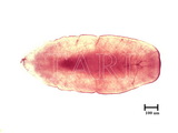 中文種名:圍盾介殼蟲學名:Fiorinia fioriniae (Targioni Tozzetti, 1867)