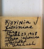 中文種名:圍盾介殼蟲學名:Fiorinia fioriniae (Targioni Tozzetti, 1867)