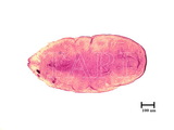 中文種名:圍盾介殼蟲學名:Fiorinia fioriniae (Targioni Tozzetti, 1867)