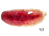 中文種名:圍盾介殼蟲學名:Fiorinia fioriniae (Targioni Tozzetti, 1867)