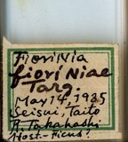 中文種名:圍盾介殼蟲學名:Fiorinia fioriniae (Targioni Tozzetti, 1867)