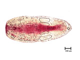 中文種名:圍盾介殼蟲學名:Fiorinia fioriniae (Targioni Tozzetti, 1867)