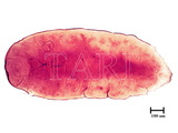 中文種名:圍盾介殼蟲學名:Fiorinia fioriniae (Targioni Tozzetti, 1867)