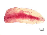 中文種名:圍盾介殼蟲學名:Fiorinia fioriniae (Targioni Tozzetti, 1867)