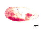 中文種名:杉柏圍盾介殼蟲學名:Fiorinia japonica Kuwana, 1902