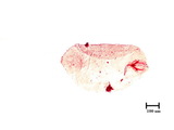 中文種名:杉柏圍盾介殼蟲學名:Fiorinia japonica Kuwana, 1902