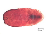 中文種名:杉柏圍盾介殼蟲學名:Fiorinia japonica Kuwana, 1902