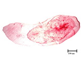 中文種名:杉柏圍盾介殼蟲學名:Fiorinia japonica Kuwana, 1902