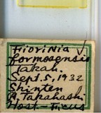 中文種名:臺灣木葉介殼蟲學名:Fiorinia formosensis Takahashi, 1933俗名:榕圍盾介殼蟲
