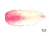 中文種名:臺灣木葉介殼蟲學名:Fiorinia formosensis Takahashi, 1933俗名:榕圍盾介殼蟲