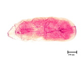 中文種名:臺灣木葉介殼蟲學名:Fiorinia formosensis Takahashi, 1933俗名:榕圍盾介殼蟲