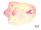 中文種名:臺灣木葉介殼蟲學名:Fiorinia formosensis Takahashi, 1933俗名:榕圍盾介殼蟲