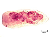 中文種名:臺灣木葉介殼蟲學名:Fiorinia formosensis Takahashi, 1933俗名:榕圍盾介殼蟲