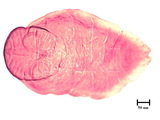 中文種名:纓圍盾介殼蟲學名:Thysanofiorinia nephelii (Maskell , 1897)