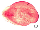 中文種名:纓圍盾介殼蟲學名:Thysanofiorinia nephelii (Maskell , 1897)