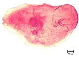 中文種名:纓圍盾介殼蟲學名:Thysanofiorinia nephelii (Maskell , 1897)