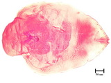 中文種名:纓圍盾介殼蟲學名:Thysanofiorinia nephelii (Maskell , 1897)