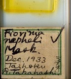 中文種名:纓圍盾介殼蟲學名:Thysanofiorinia nephelii (Maskell , 1897)