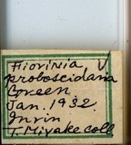 中文種名:象鼻圍盾介殼蟲學名:Fiorinia proboscidaria Green, 1900