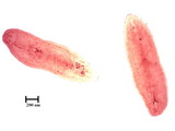 中文種名:象鼻圍盾介殼蟲學名:Fiorinia proboscidaria Green, 1900