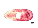 中文種名:松圍盾介殼蟲學名:Fiorinia pinicola Maskell, 1897