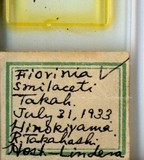 中文種名:菝葜圍盾介殼蟲學名:Fiorinia smilaceti Takahashi, 1931