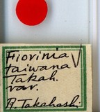 中文種名:青剛圍盾介殼蟲學名:Fiorinia randiae Takahashi, 1934