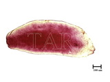 中文種名:青剛圍盾介殼蟲學名:Fiorinia randiae Takahashi, 1934